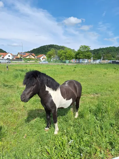 Verkaufe Ponys