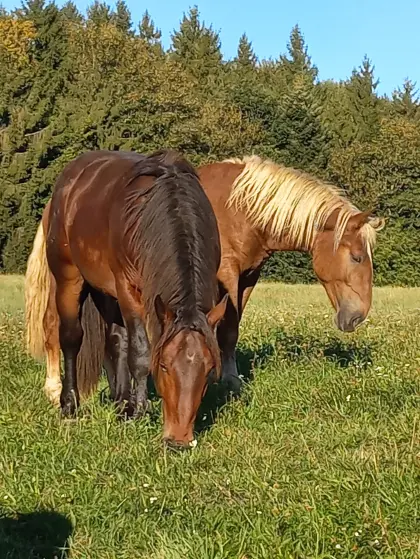 Wunderbare Noriker suchen Möhrengeber