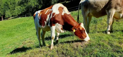 Red Holstein Kalbin