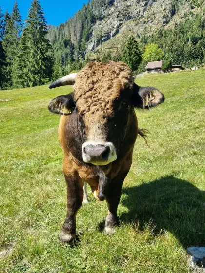 Murbodner Stier Bio