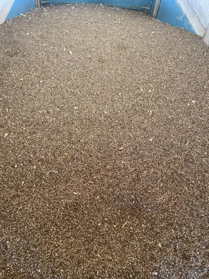 Bio-Buchweizen