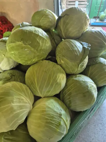 Weißkraut