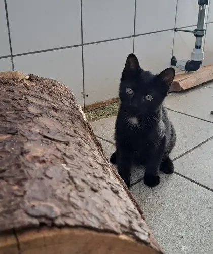 Katzen