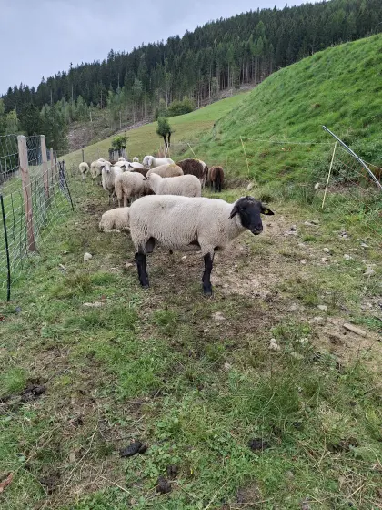 Suffolkschaf-Widder