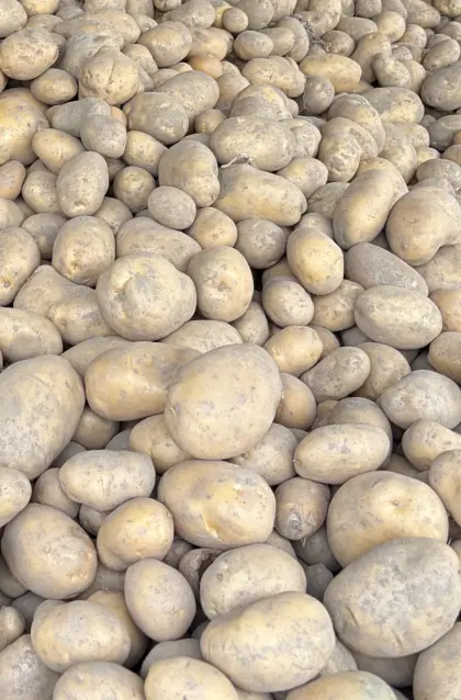 Speisekartoffeln Marabel