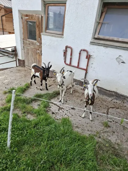 Ziegen