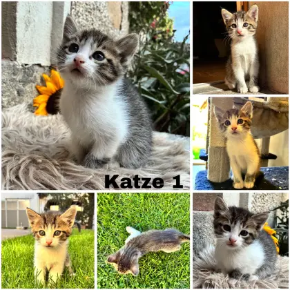 Süße Babykatzen