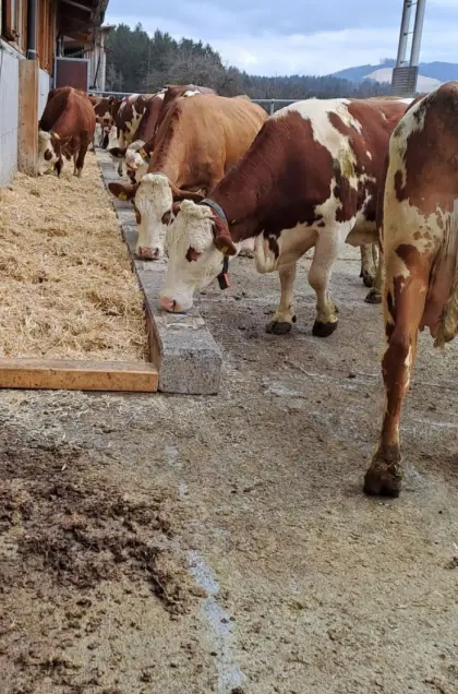 Kühe in Milch, Zuchtkälber und trächtige Kalbinnen