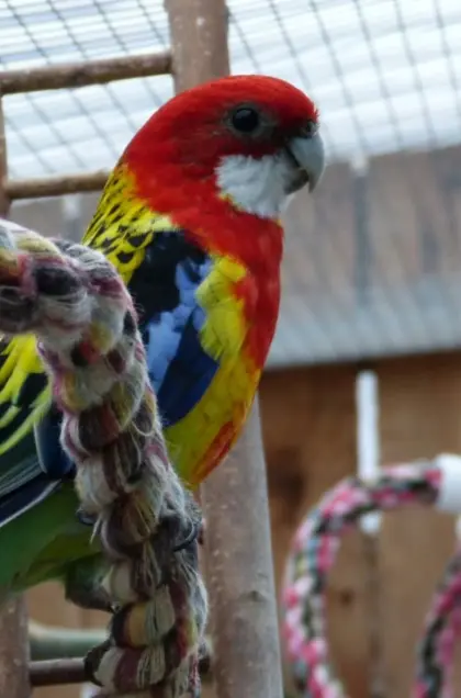 Rosella-Sittiche
