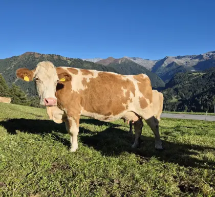 Bio-Fleckviehkuh