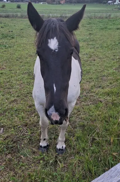 Noriker Rappscheck, Jungstute