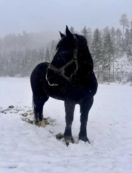 Percheron-Wallach