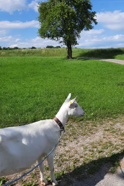 Suche Ziegenbock