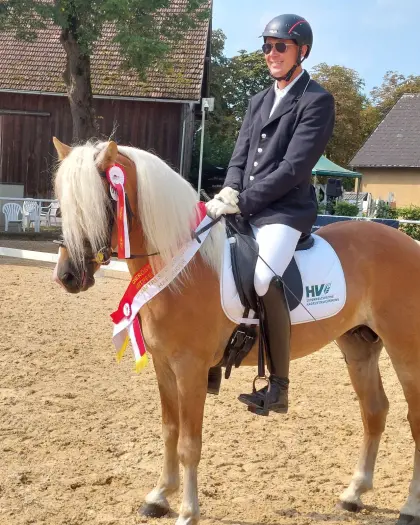 Amsterdam-JB, Haflinger Hengst