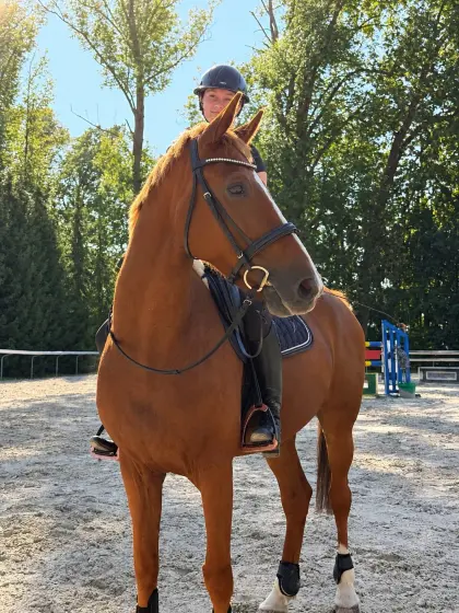14-jährige KWPN-Stute