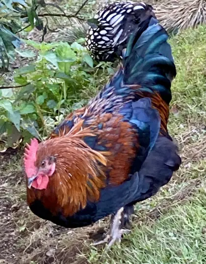 Marans-Hahn