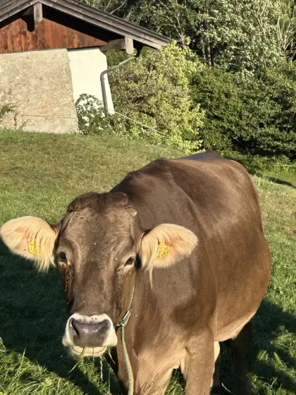 Braunvieh
