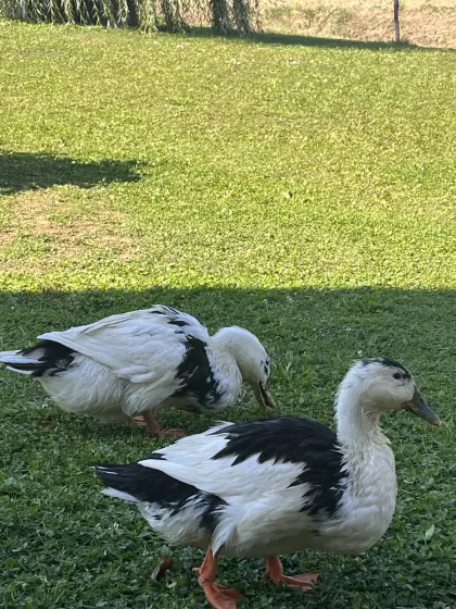 2 Landenten-Weibchen