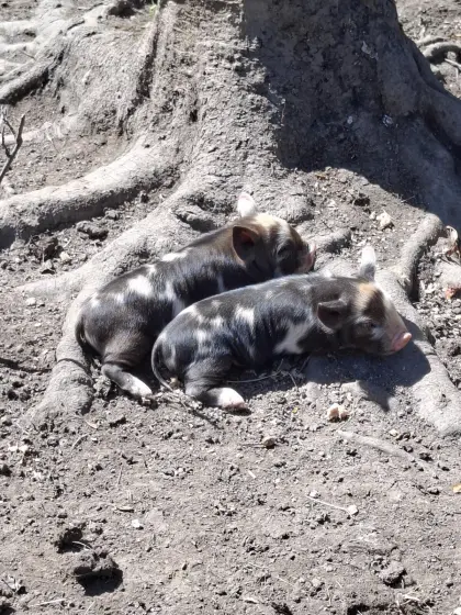 Kune-Kune-Ferkel