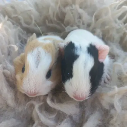 Meerschweinchen