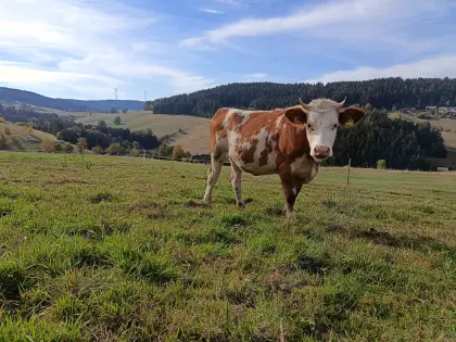 Bio-Hinterwälder Färse
