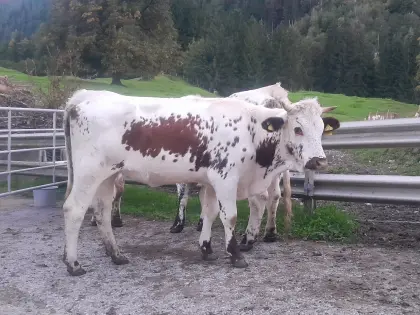 Pustertaler Sprinzen Kalbin