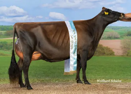Jersey Erstlingskühe und Kuhkälber