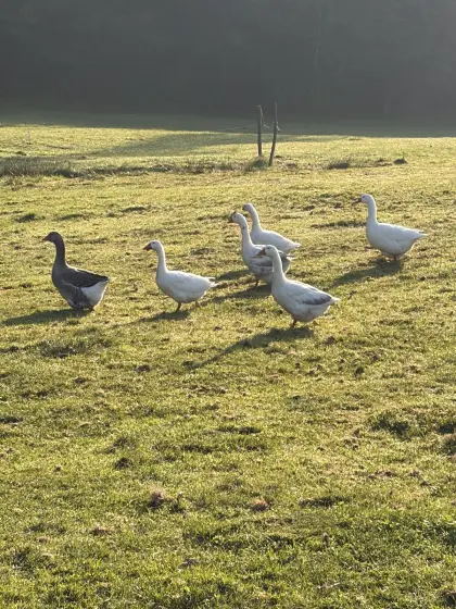 Gänse zu verkaufen