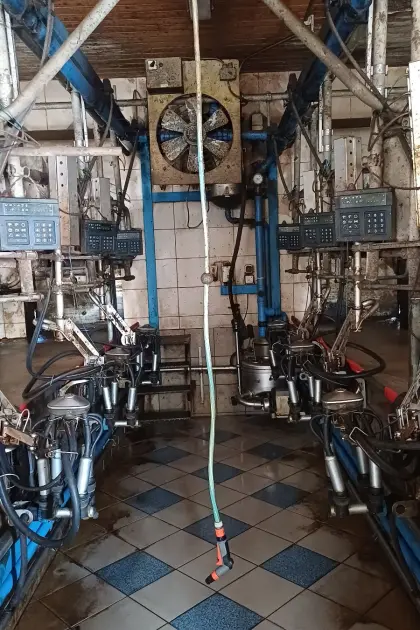 Melkstand DeLaval