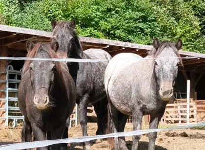 Besondere Ponys, selbst gezogen