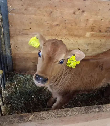 Jersey-Stierkalb