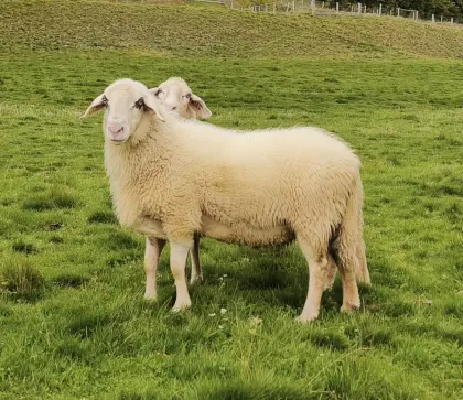 Brillenschaf-Widder