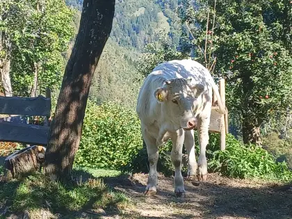 Kärntner Blondviehkalbin