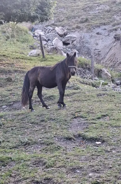Ponys