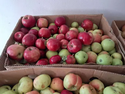 Äpfel und Birnen