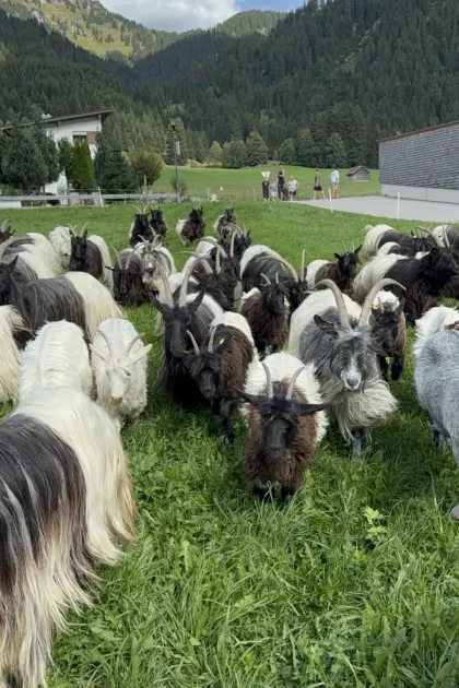 Walliser Schwarzhalsziegen