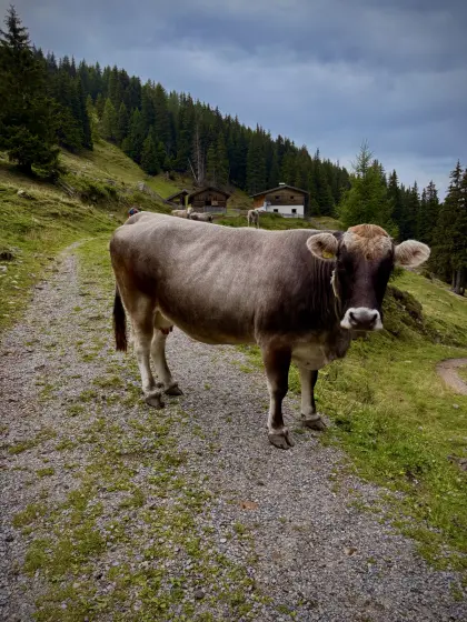 Tiroler Grauvieh Bio-Kuh