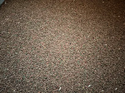 Bio-Wintererbsen