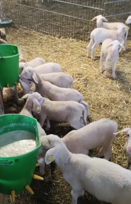 Kaufe Flaschenlämmer