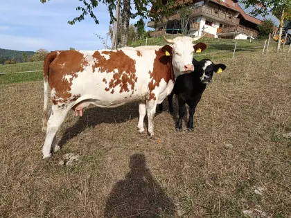 Bio-Hinterwälder Kuh mit Kalb (Kreuzung)