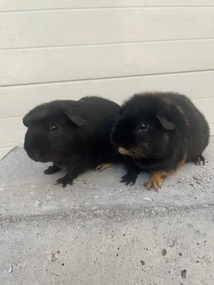 Meerschweinchen-Kastraten abzugeben