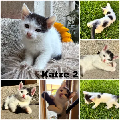 Süße Babykatzen