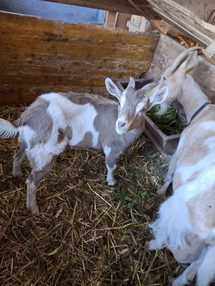 Ziegenbock zu verschenken
