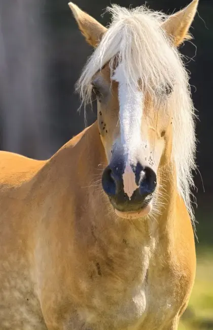 Haflingerstuten