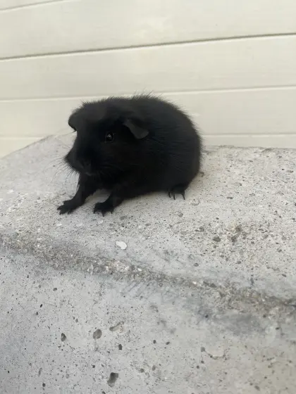 Meerschweinchen Weibchen