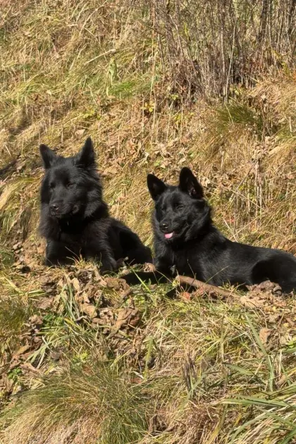 Hunde-Welpen