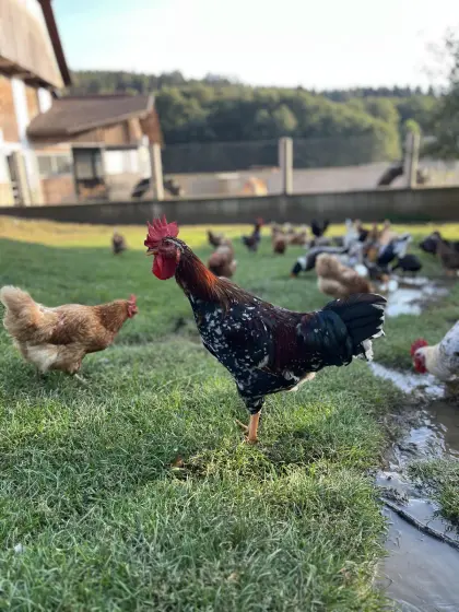 Schwedisches Blumenhuhn, Hähne