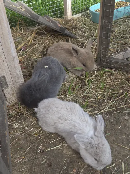 Zwerg, Minilop Kaninchen