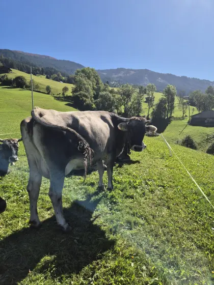 Tiroler Grauviehkuh Bio