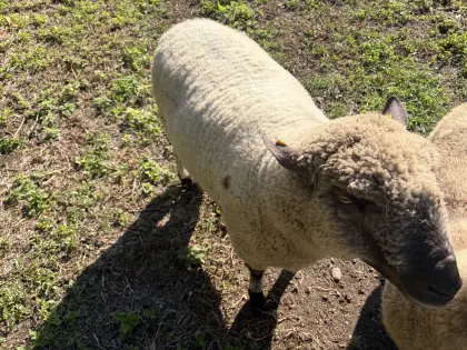 Shropshire-Schafbock, 3 Jahre alt, zu verkaufen